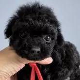 タイニープードル