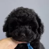 タイニープードル【徳島県・男の子・2025年9月19日・ブラック】の写真1