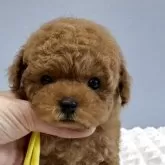 ティーカッププードル