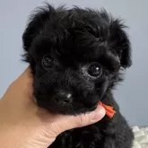 タイニープードル