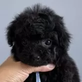 ティーカッププードル