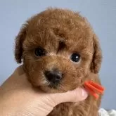ティーカッププードル