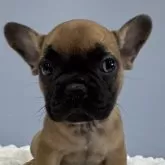 フレンチブルドッグ