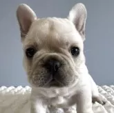 フレンチブルドッグ