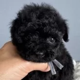 ティーカッププードル