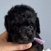 タイニープードル