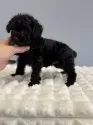 タイニープードル【徳島県・男の子・2024年11月1日・ブラック】の写真5