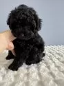 タイニープードル【徳島県・男の子・2025年9月19日・ブラック】の写真7