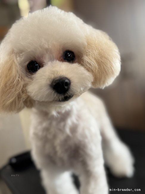 タイニープードル【・女の子・2024年7月3日・クリーム】