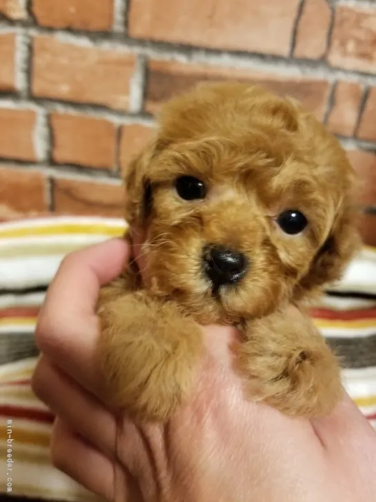 ID:1711-01979の子犬