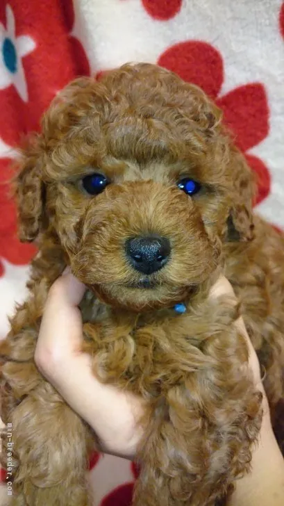 ID:1611-01855の子犬