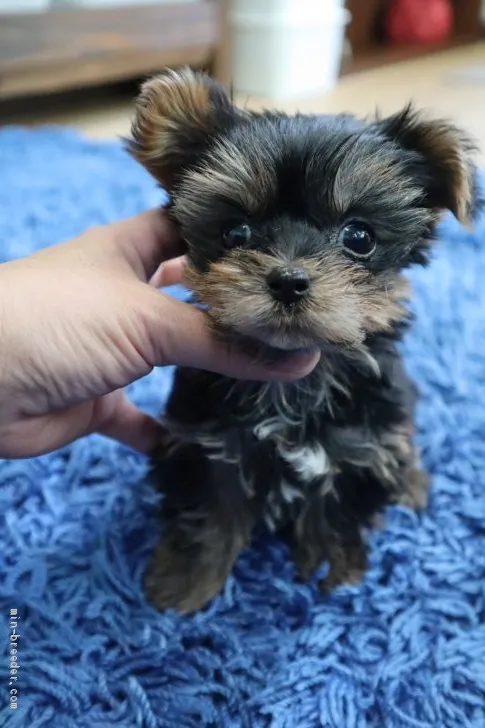 Y.T 様のお迎えした子犬