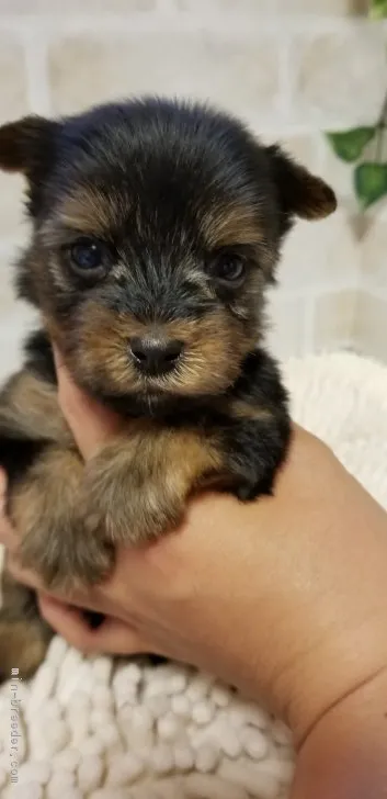 ID：1808-02704の子犬