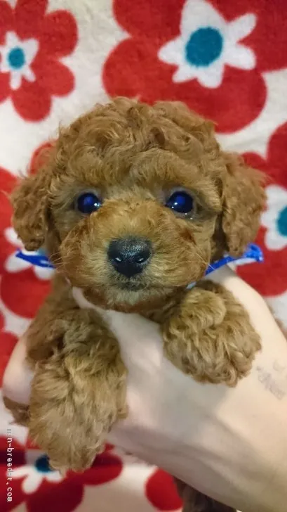 ID:1611-01245の子犬