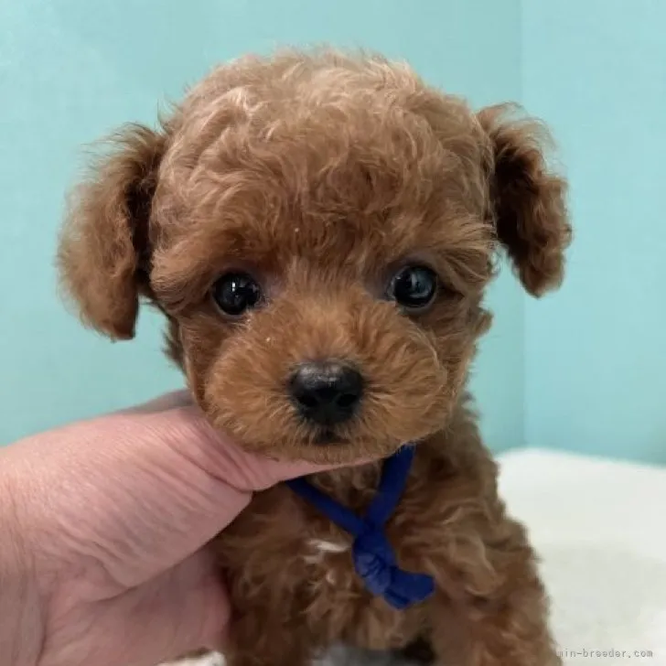 ID:2306-02316の子犬