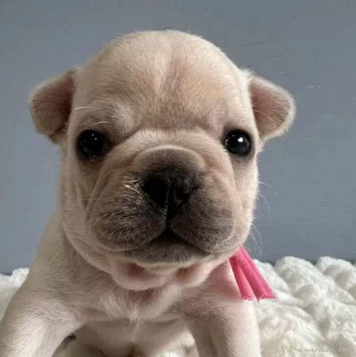 ID：2404-06006の子犬