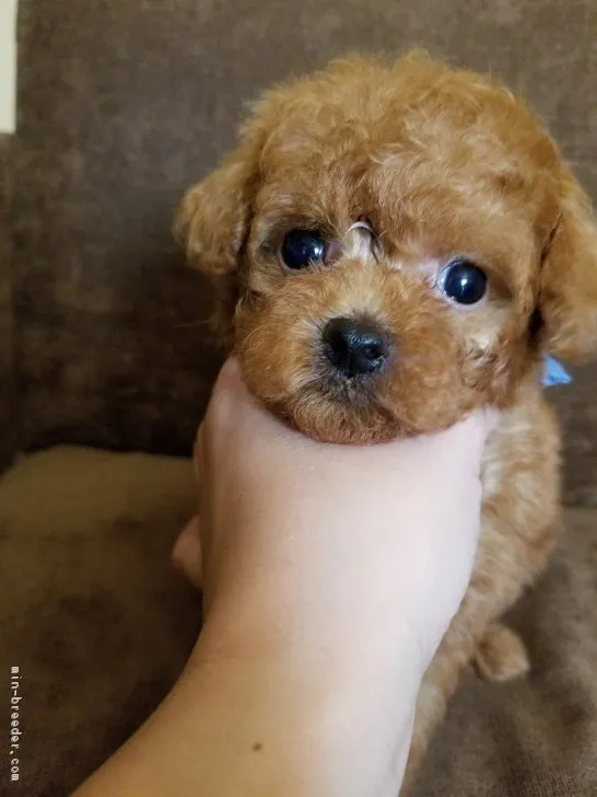 ID:1707-02386の子犬