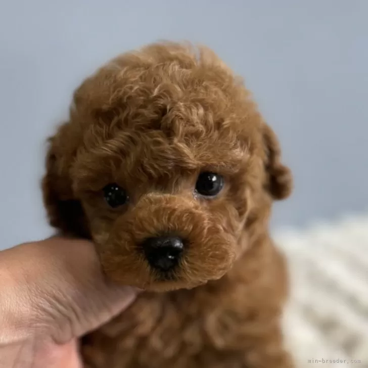 ID:2410-04741の子犬