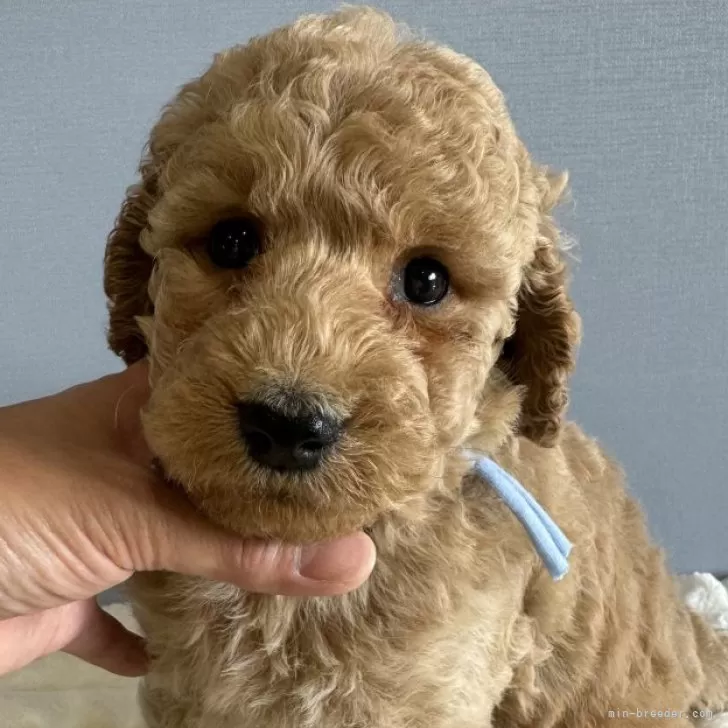 Y.N 様のお迎えした子犬