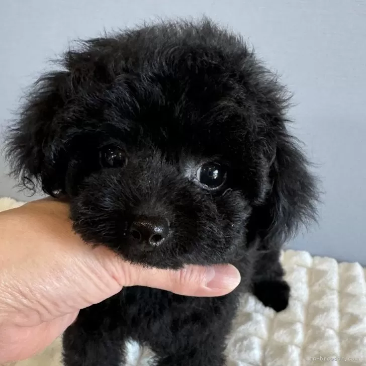 ID:2410-02011の子犬