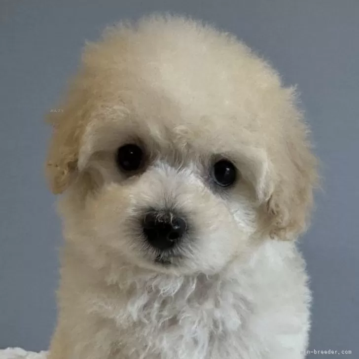 ID：2408-03045の子犬