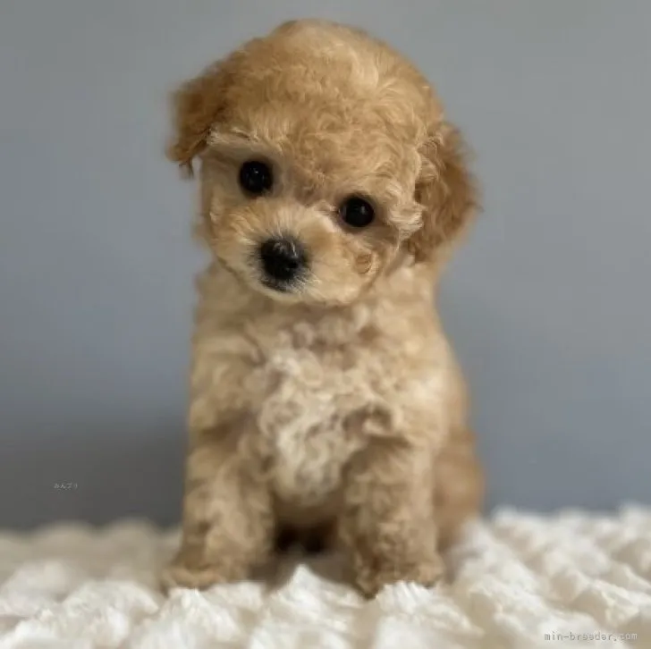 ID:2310-02811の子犬