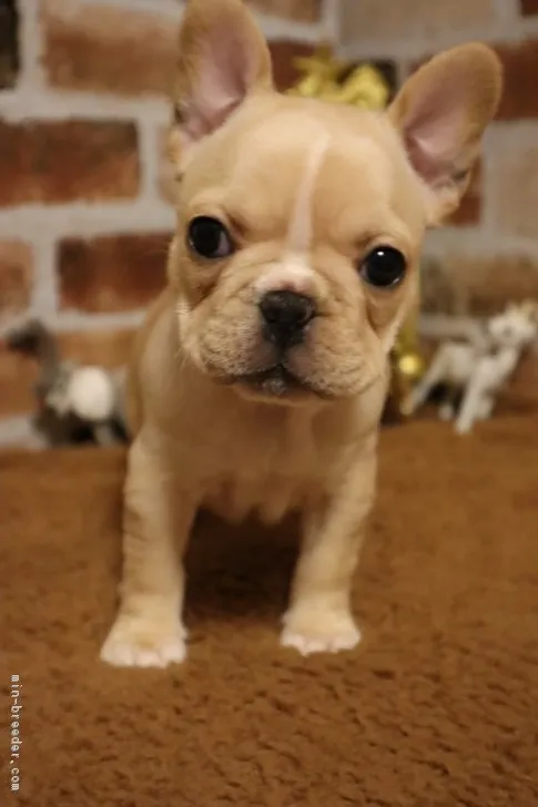 ID:1811-01333の子犬