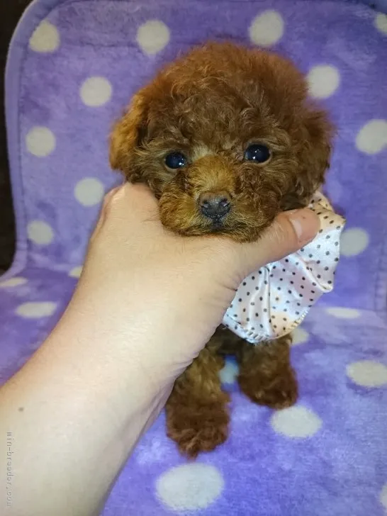 ID:1705-02128の子犬