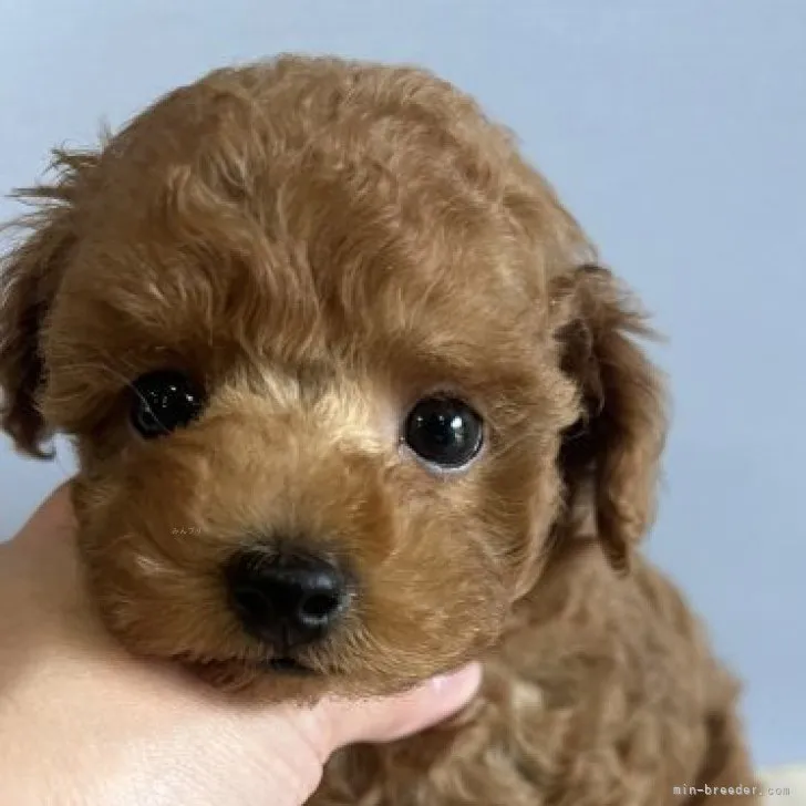 かお 様のお迎えした子犬