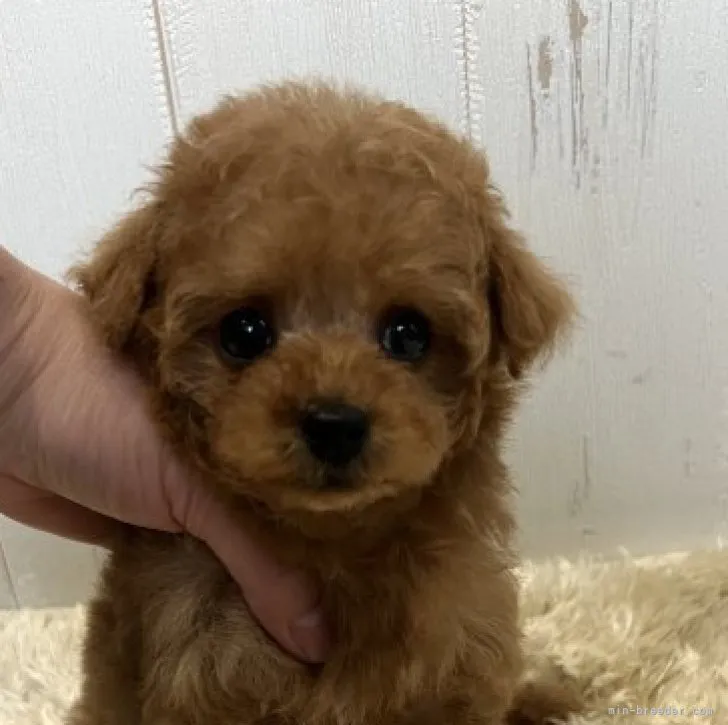 ID：2303-03006の子犬