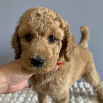 スタンダードプードル【徳島県・女の子・2024年8月30日・アプリコット】の写真「アプリコットの女の子♥️」