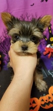 ヨークシャーテリア【徳島県・男の子・2018年8月7日・スティール&ブルータン】の写真「次男くん♡値下げ！」