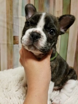 フレンチブルドッグ【徳島県・男の子・2018年4月15日・パイド】の写真「おデフなパイド君」