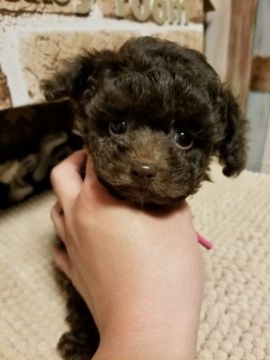 トイプードル(ティーカップ)【徳島県・女の子・2018年3月17日・ブラウン】の写真「希少ブラウンティーカップ姫♥」