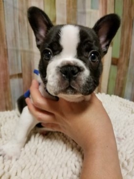 フレンチブルドッグ【徳島県・男の子・2018年4月15日・パイド】の写真「おデフなパイド君」