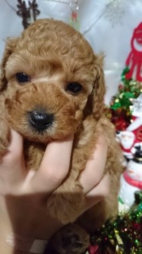 トイプードル(トイ)【徳島県・女の子・2016年10月25日・アプリコット】の写真「可愛いアプリの女の子です♥」