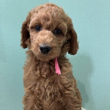 スタンダードプードル【徳島県・女の子・2023年5月5日・レッド】の写真「レッドちゃん♥️」