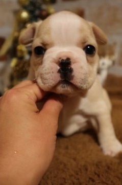 フレンチブルドッグ【徳島県・女の子・2018年10月17日・クリーム】の写真「ブサカワなクリーム姫♡」