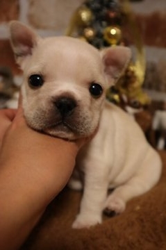 フレンチブルドッグ【徳島県・女の子・2018年10月17日・クリーム】の写真「色素しっかりな小ぶりちゃん♡」