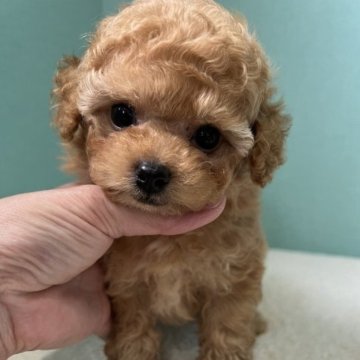 トイプードル(ティーカップ)【徳島県・男の子・2023年7月29日・アプリコット】の写真「激カワくん🩵」