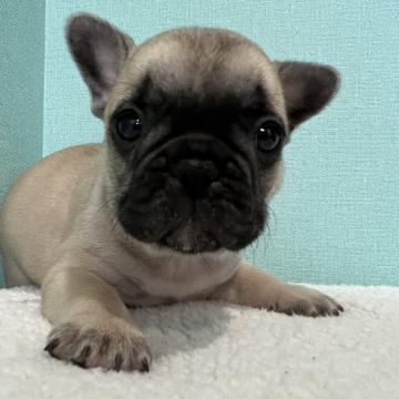 フレンチブルドッグ【徳島県・男の子・2022年9月29日・フォーン】の写真「訳ありです‼️」
