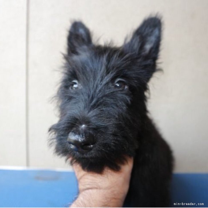 ブリーダー画像