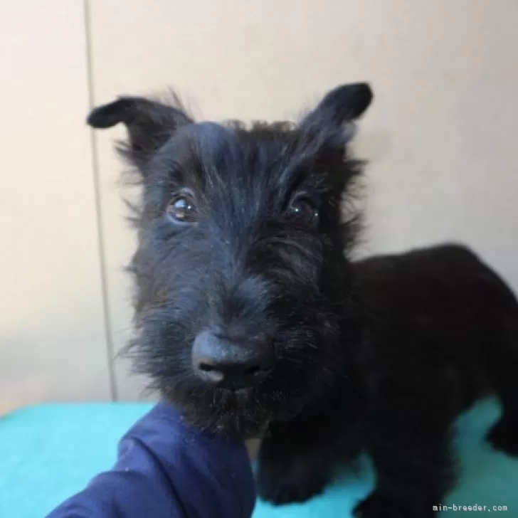 ID：2412-01928の子犬