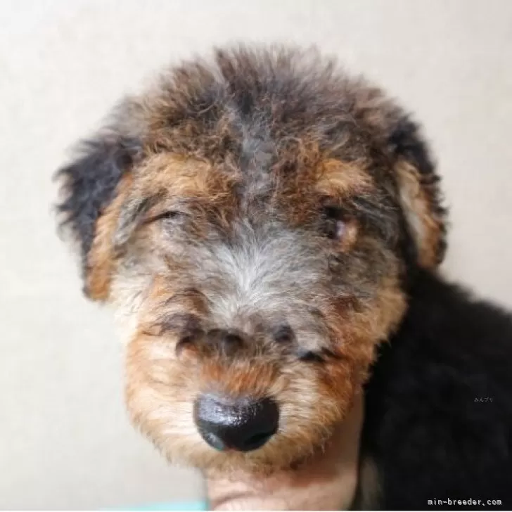 ID：2508-04548の子犬