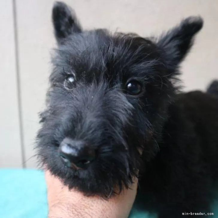 S.Y 様のお迎えした子犬