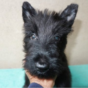 スコティッシュテリア【千葉県・男の子・2025年8月3日・ブラックブリンドル】の写真「小柄な男の子。★★期間限定価格★★」