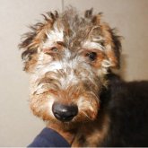 ウェルシュテリア