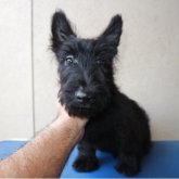 スコティッシュテリア