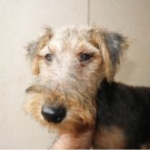 ウェルシュテリア