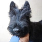 スコティッシュテリア